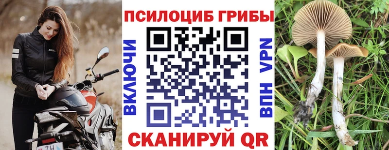 Купить закладки  Моздок  Псилоцибиновые грибы MAGIC MUSHROOMS 